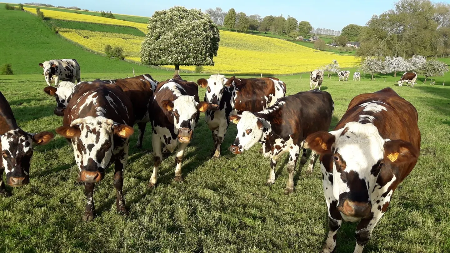 Ferme des Hirondelles