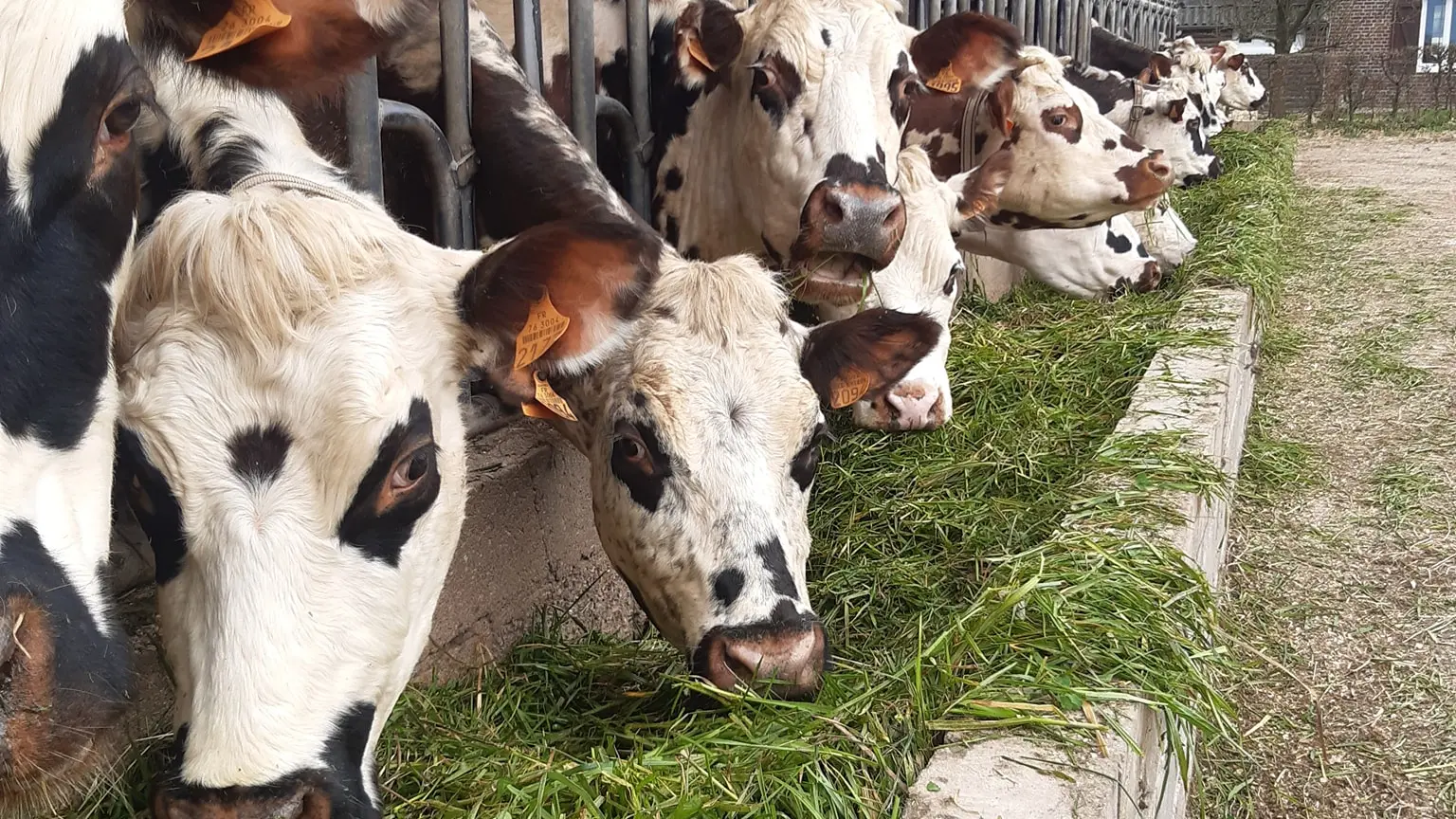 Ferme des Hirondelles