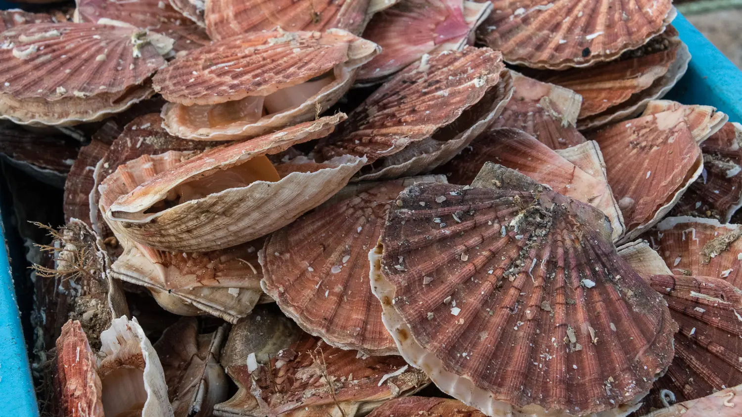 Coquilles St Jacques en vente