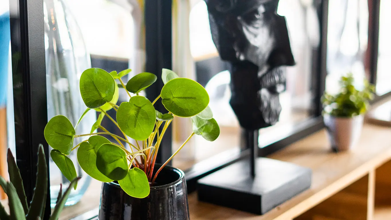 Magnolia Séminaire au vert Seine