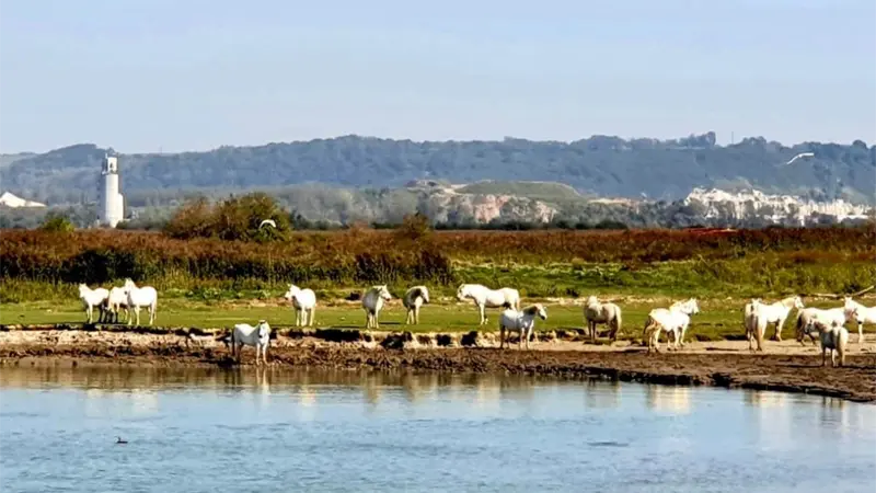 Chevaux camarguais_Promenade en bateau Aventura