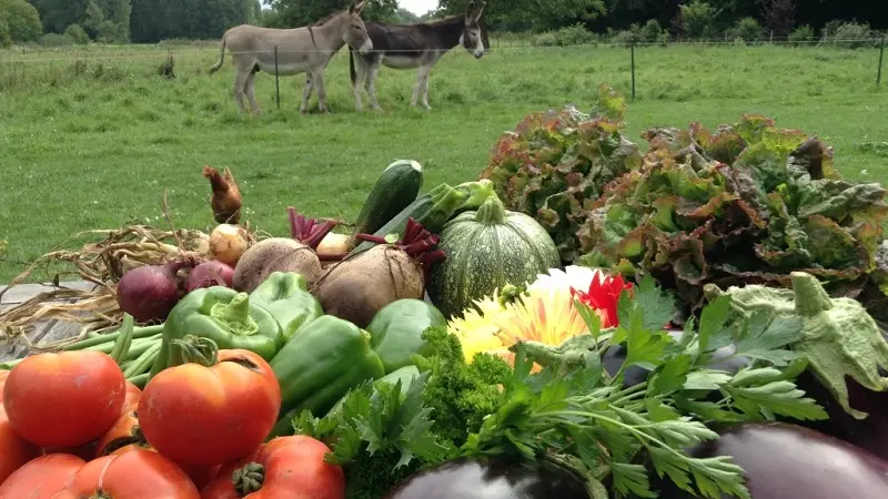 La ferme des isles_AUTHEUIL-AUTHOUILLET_potager