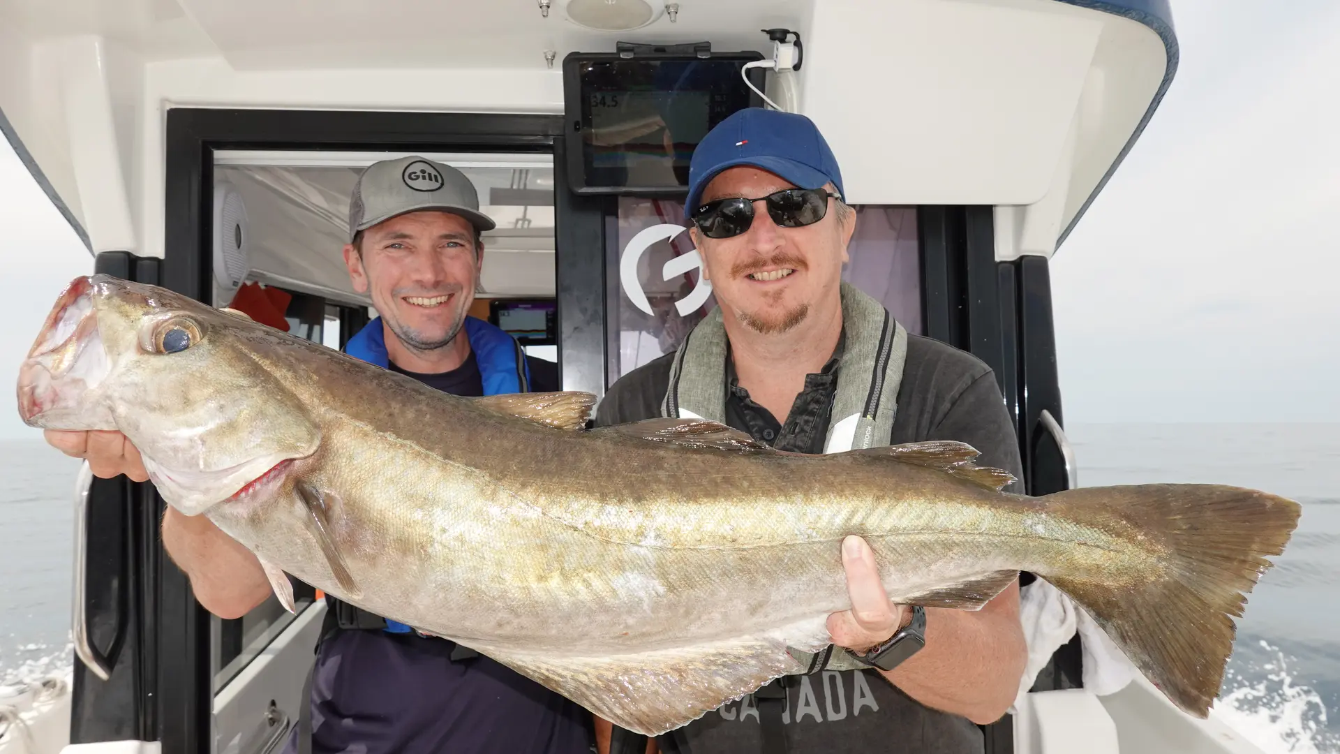 Gros lieu jaune pêché au large de Dieppe