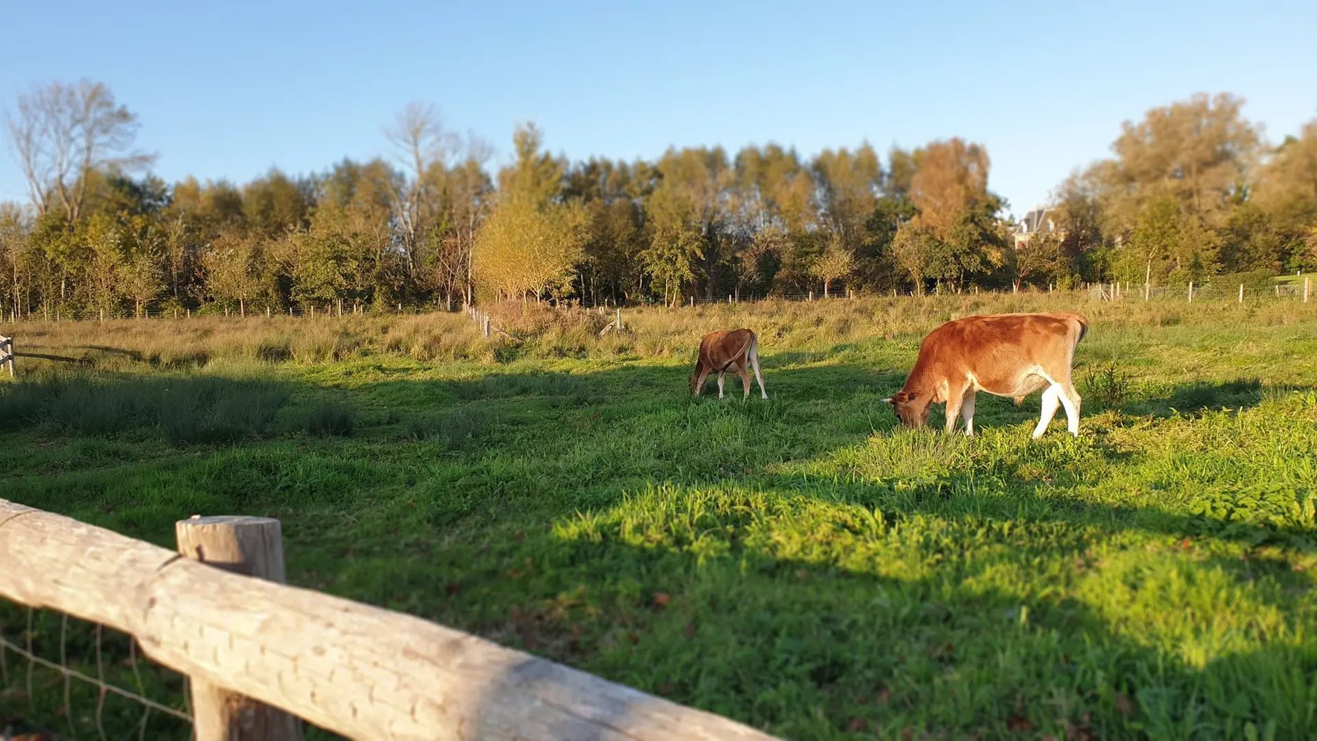 123910396_3662362330476129_4051261390555438736_n