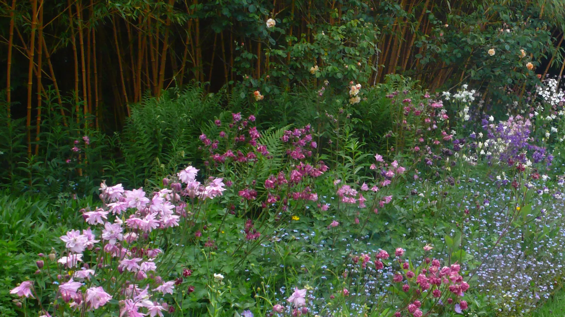 Mai - ancolies Hesperis matronalis- phyllostachys bambusoides holochrysa