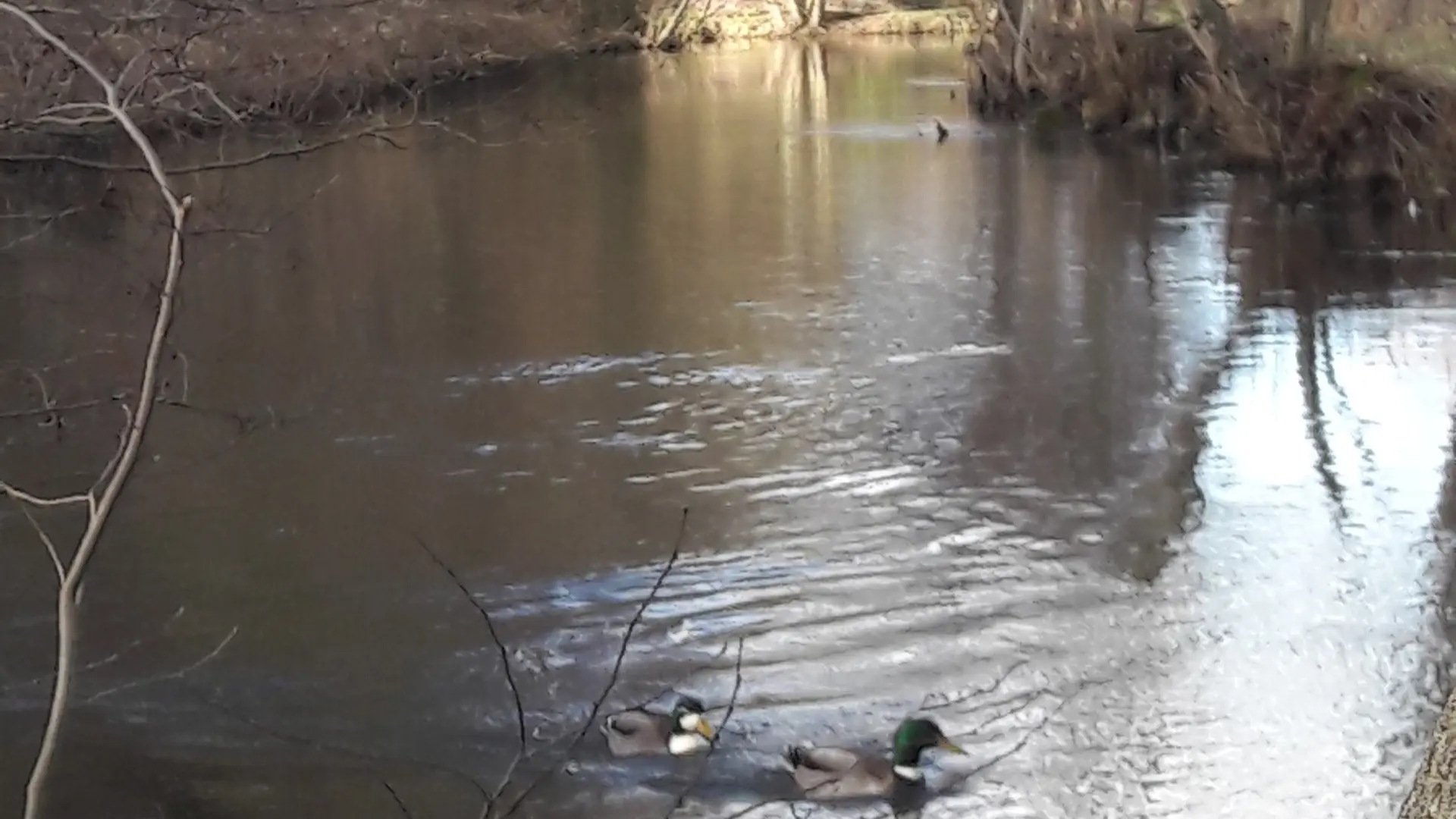 Eu_Maison-de-L-Isle_Canards@M-ROCHE_2020