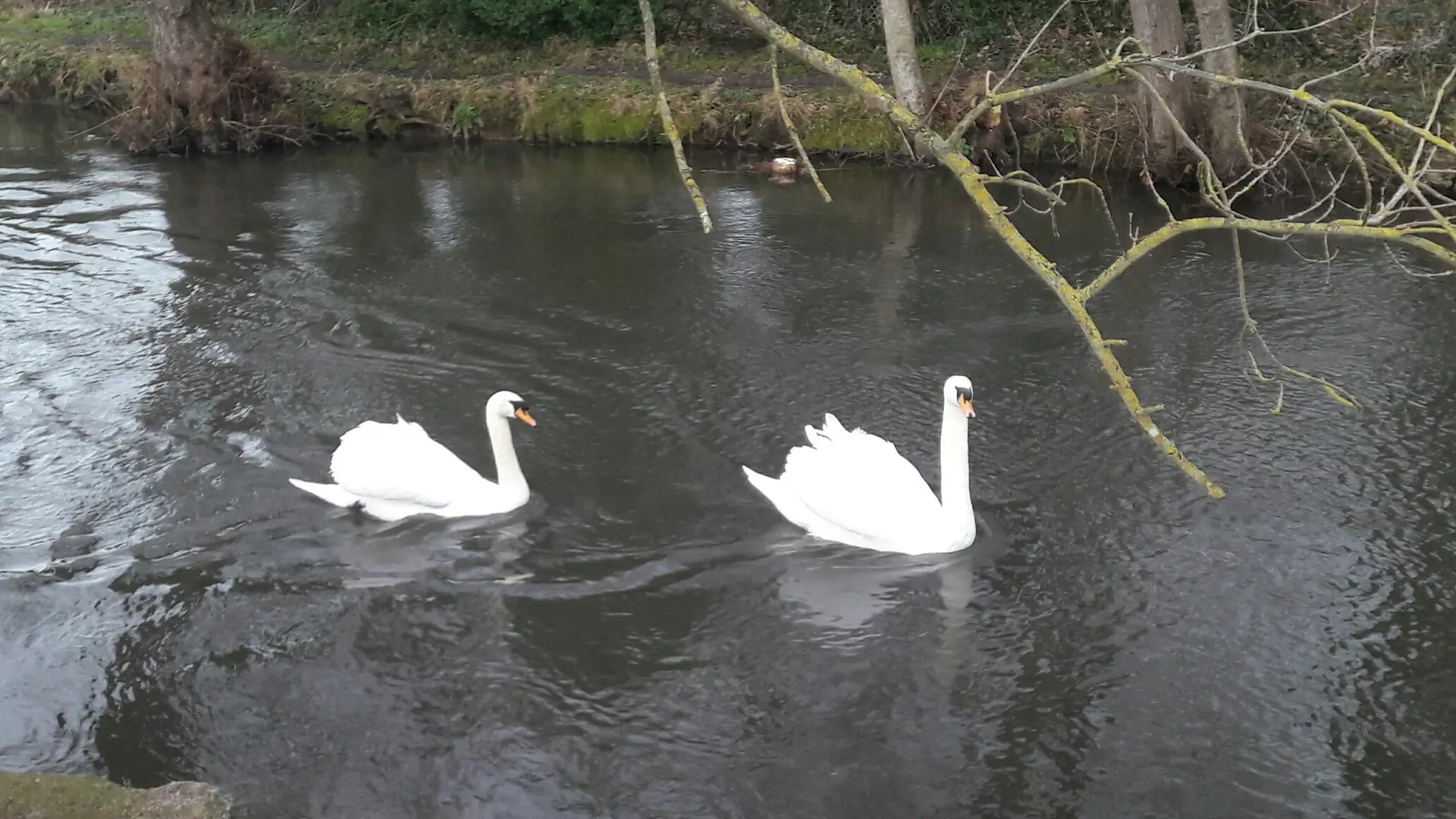 Eu_Maison-de-L-Isle_Cygnes@M-ROCHE_2020