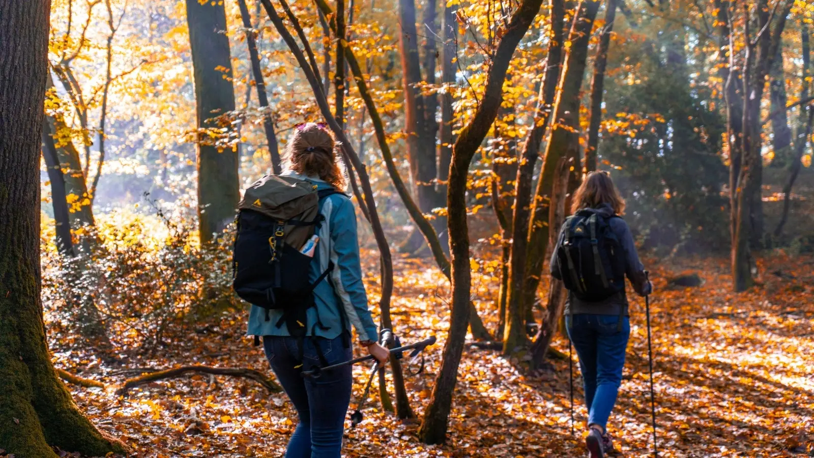 2024-10-23 - Reportage rando Foret Automne_V.DEBELS-54
