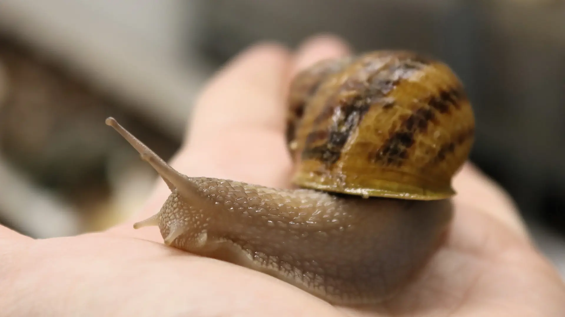 20240319_La ferme aux escargots_credit OIT FECAMP (8)