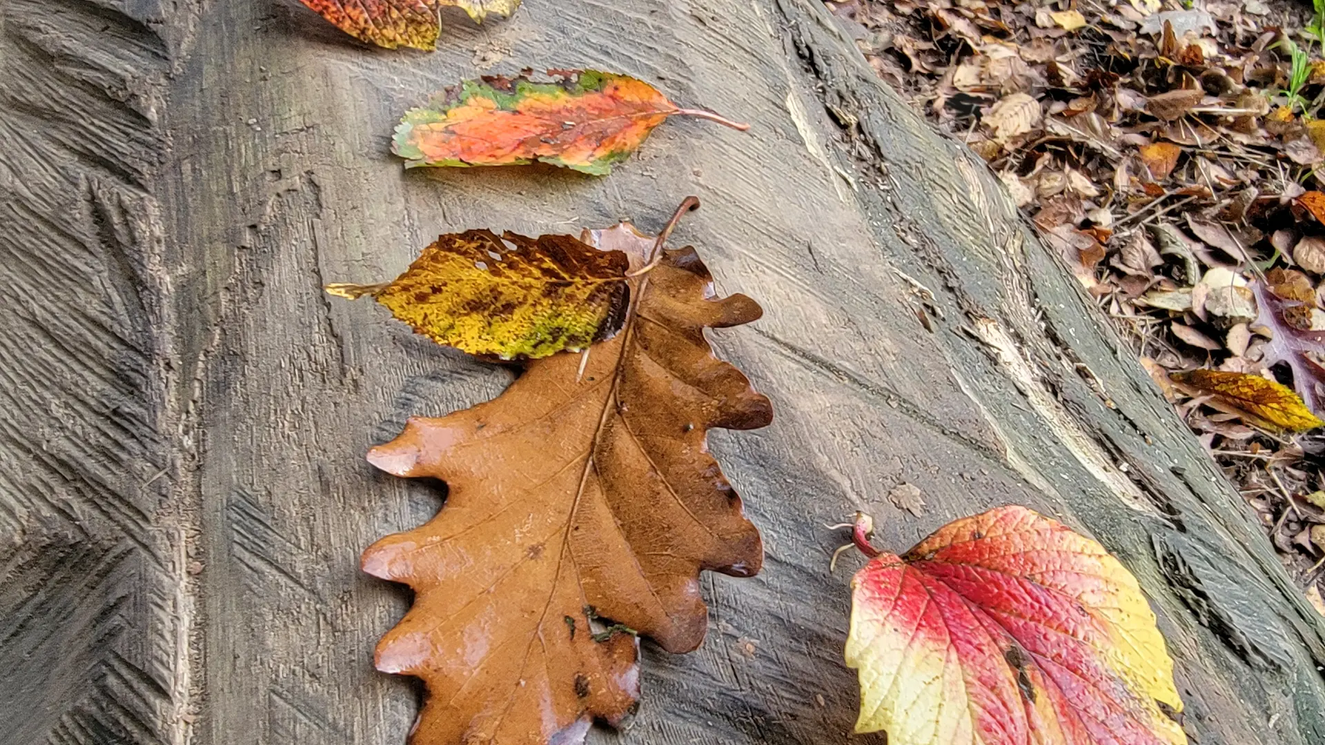 Jeux autour des feuilles d’automne
