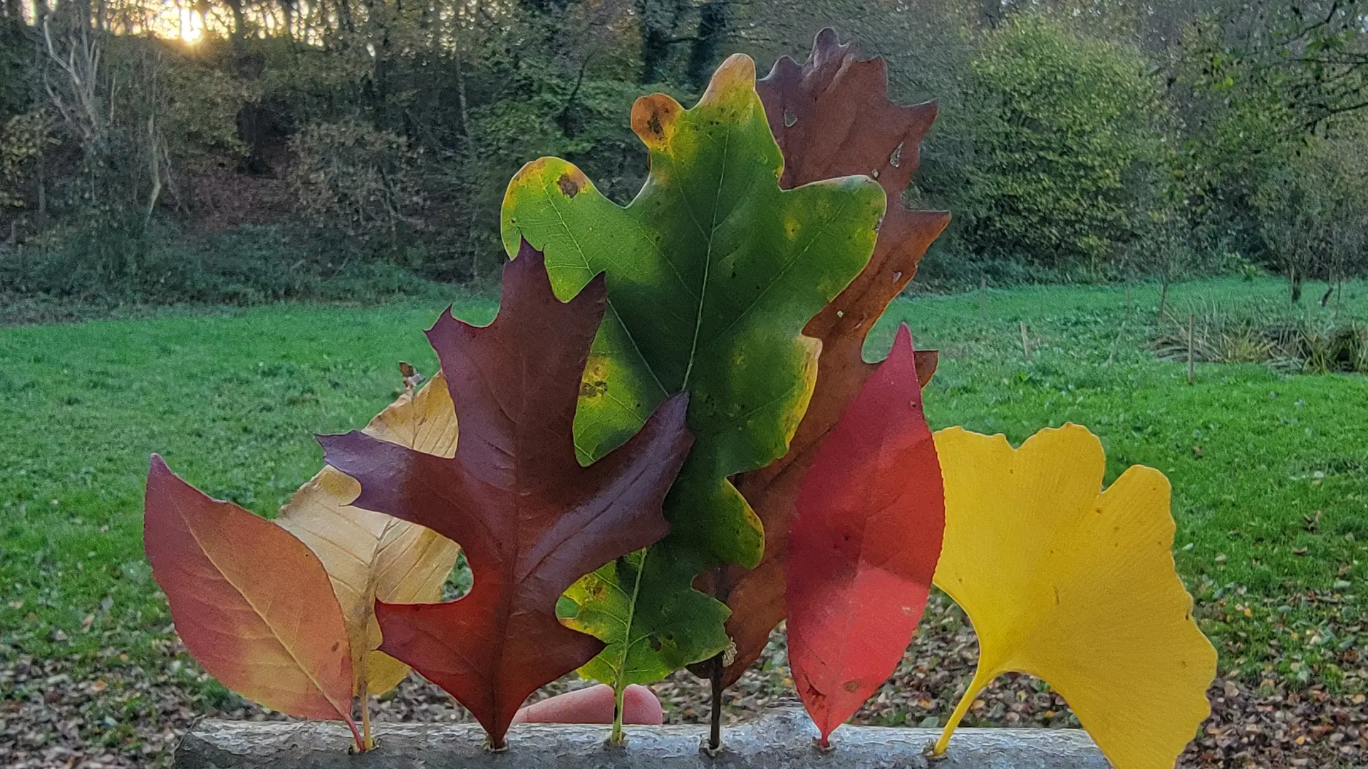 Creations natures 100% connexion