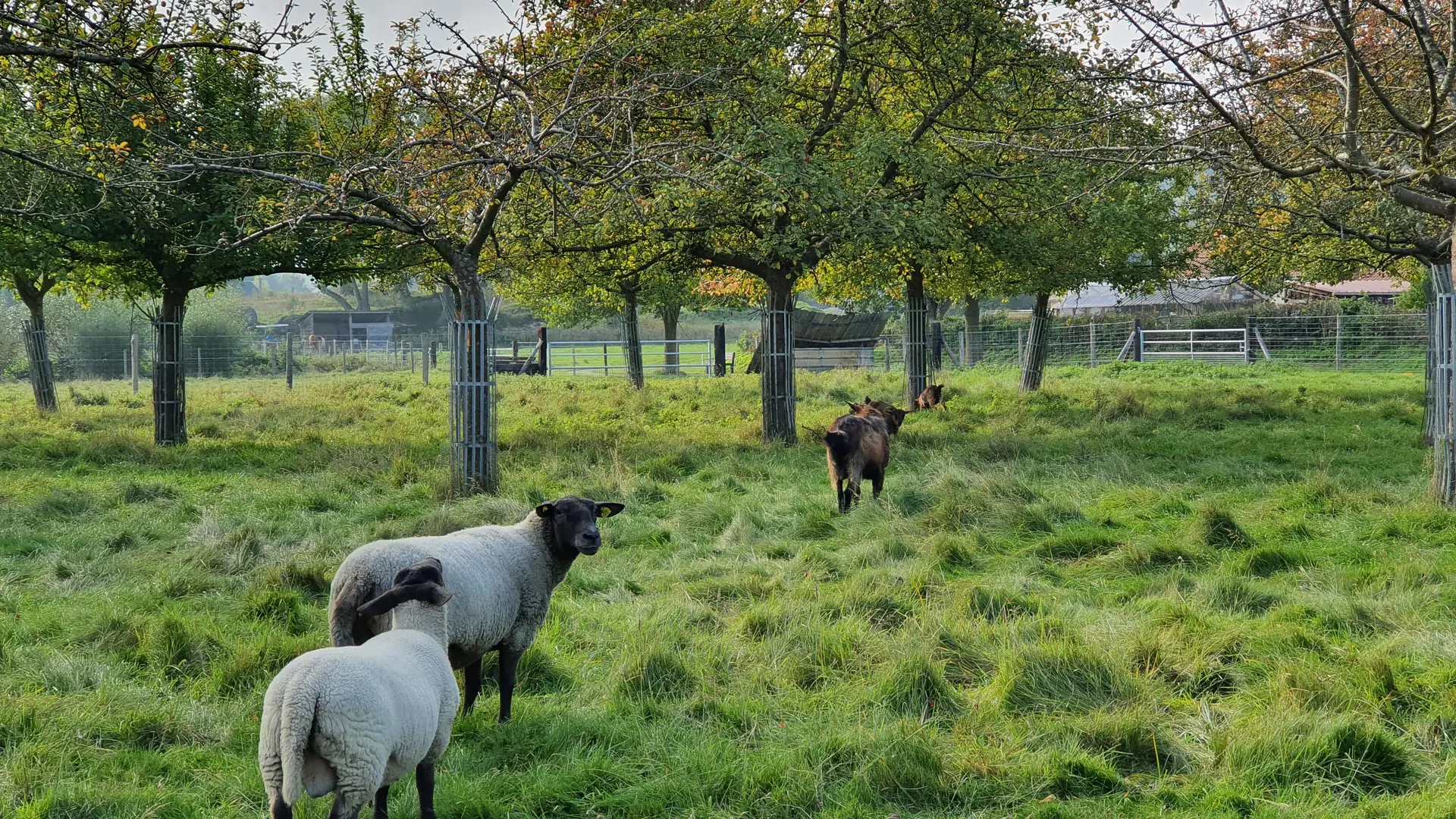 Les moutons dans le verger