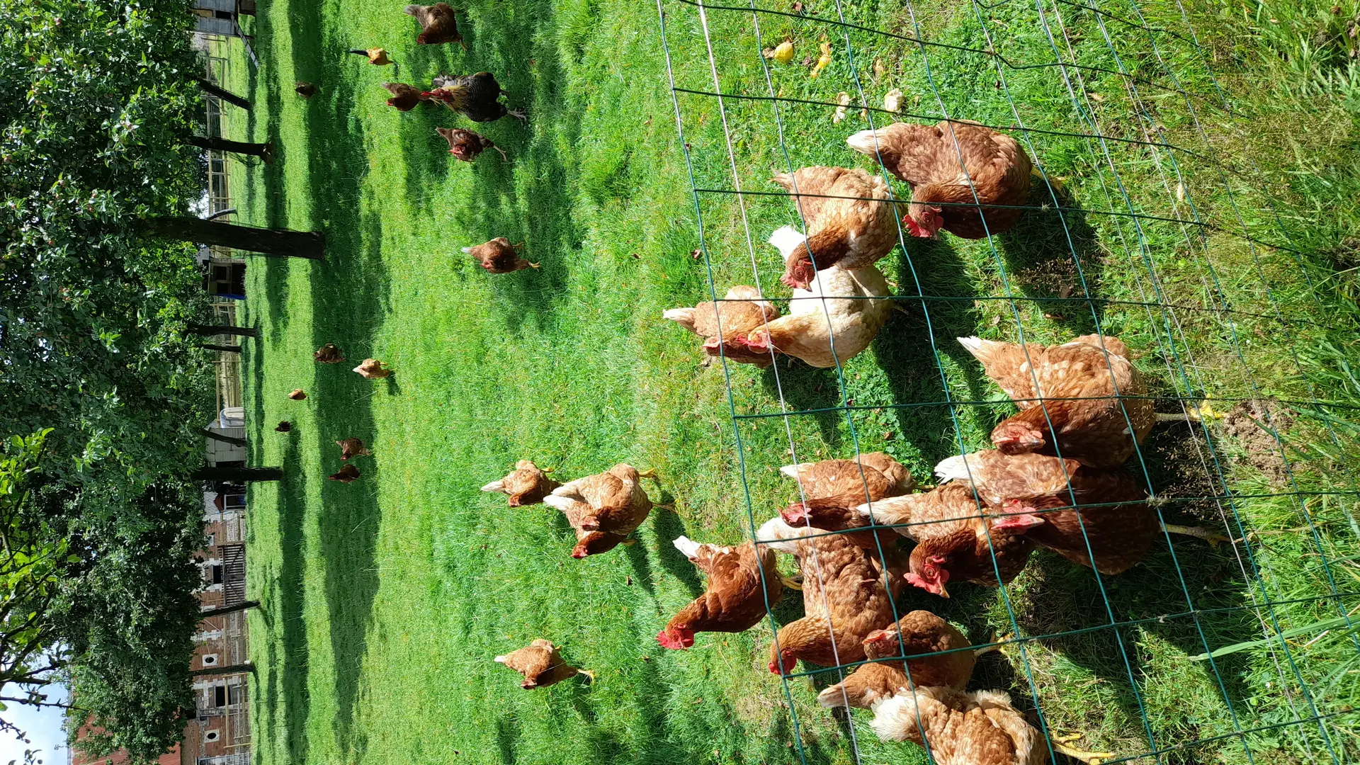 Gîte à la ferme/ferme du Manoir/poules/M. et Mme BRUMENT Caux Seine Tourisme