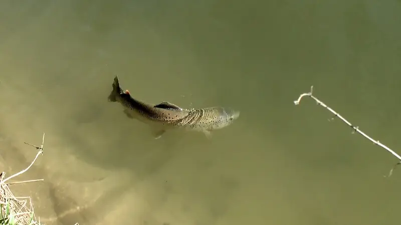 Remise à l'eau (truite de mer)