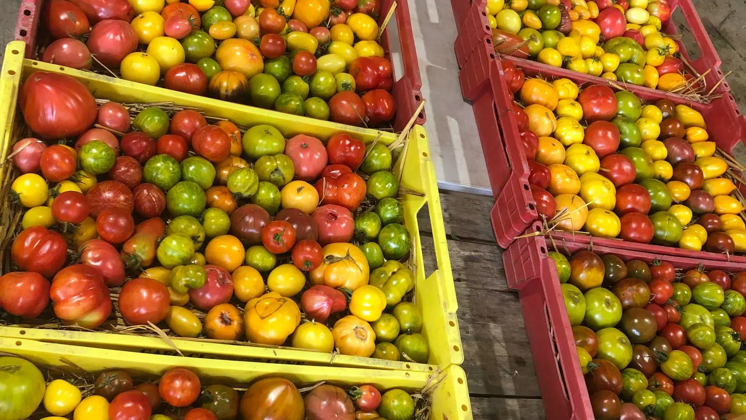 tomates ferme des rufaux