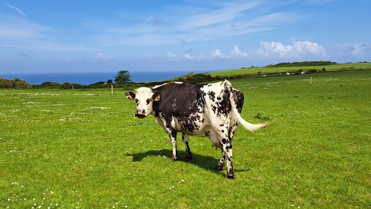 Randonnée dans la campagne Normande