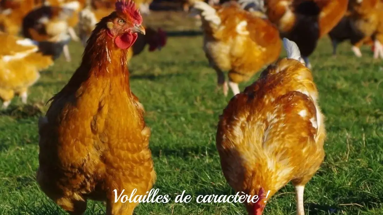 Volailles