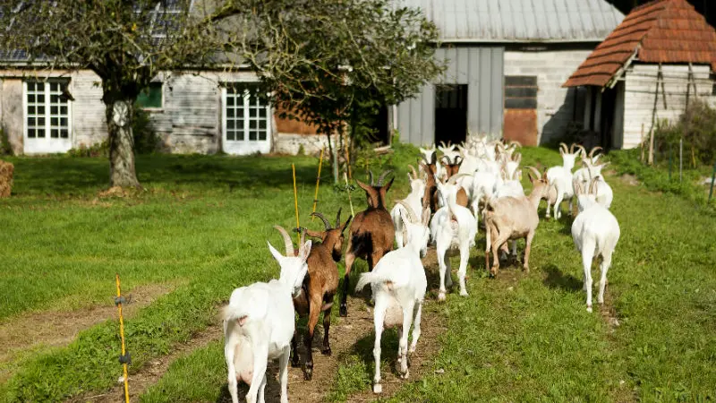 Chèvrerie du Val de Bures