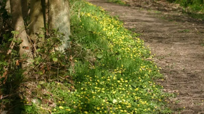 Bois de Villequier