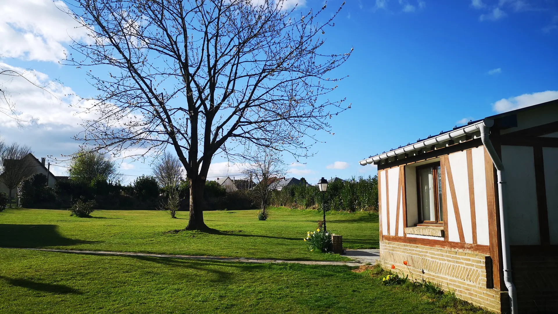 COLZA SOLEIL 2