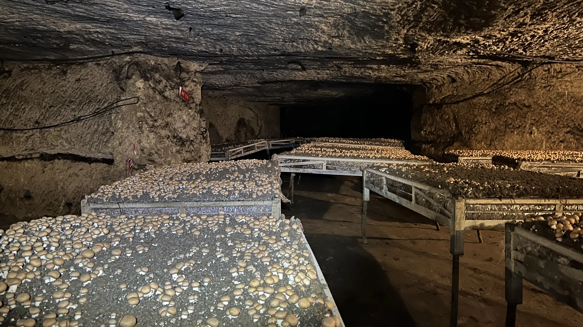 Champignonniere - interieur tables