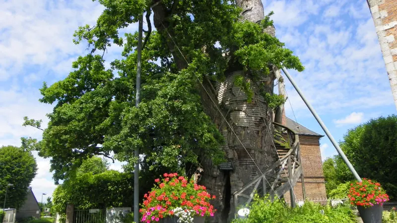 Chêne d'Allouville