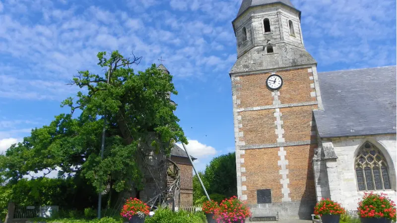 Chêne d'Allouville