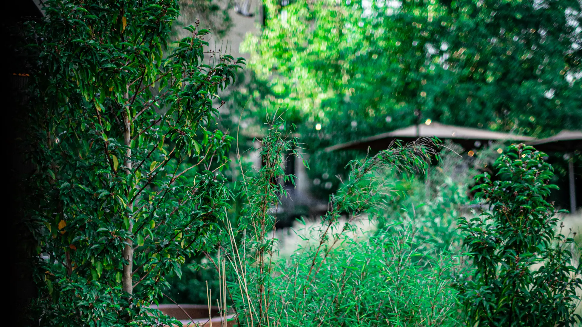 Hôtel Lilybloom - Bain