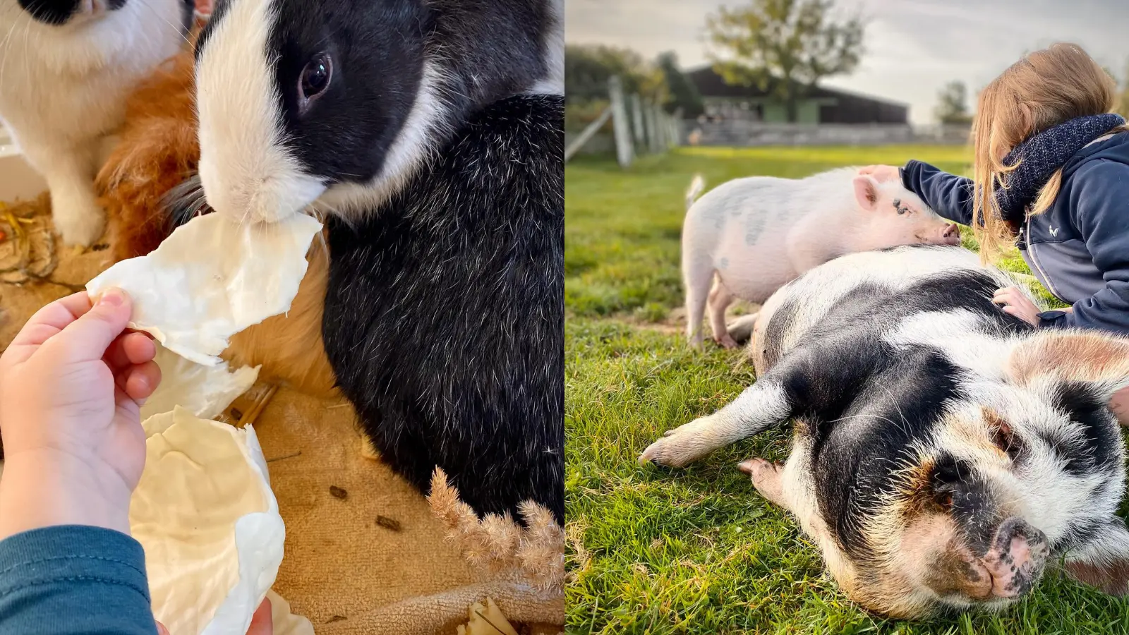 Dessine moi un mouton