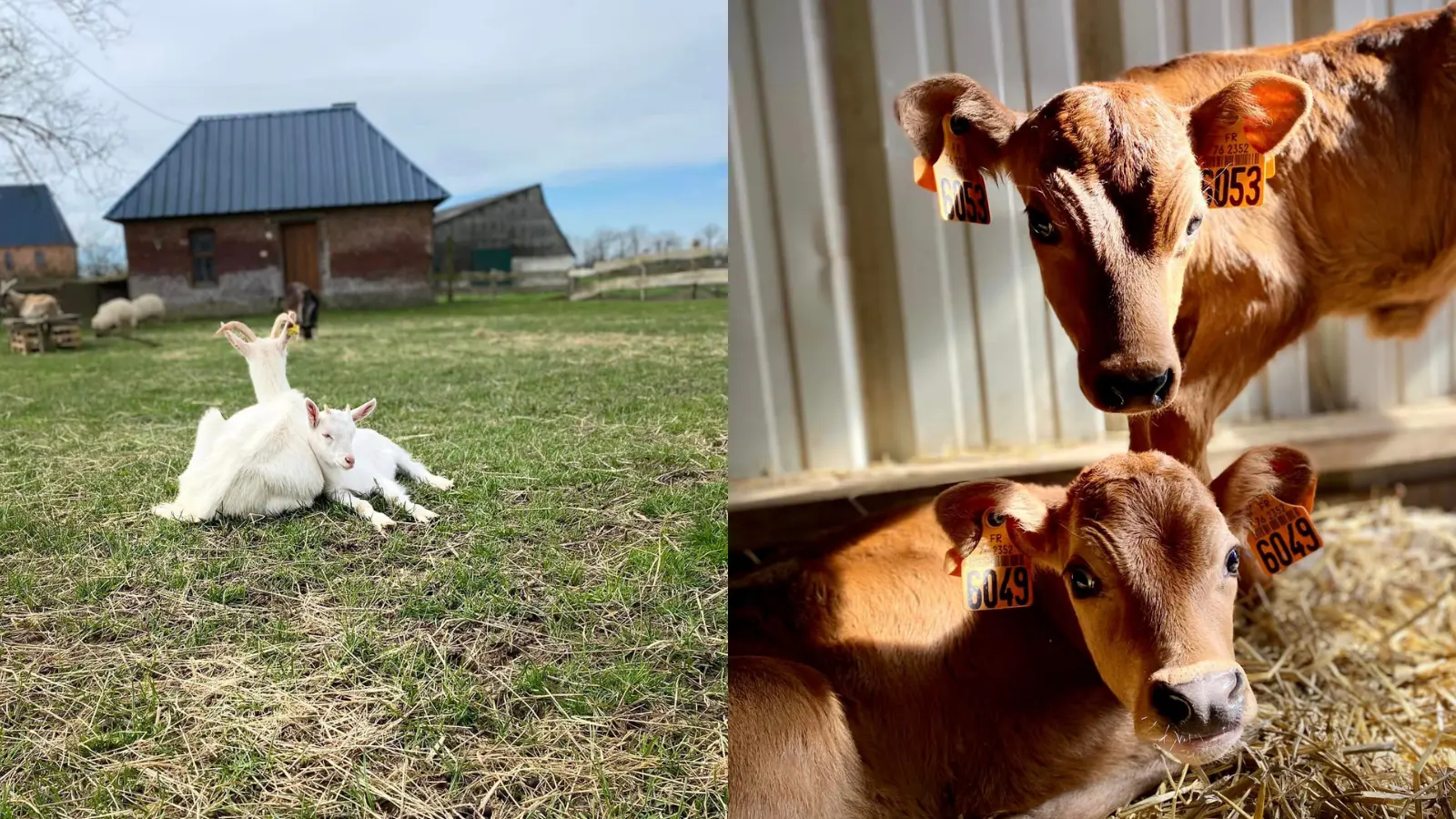 Dessine moi un mouton