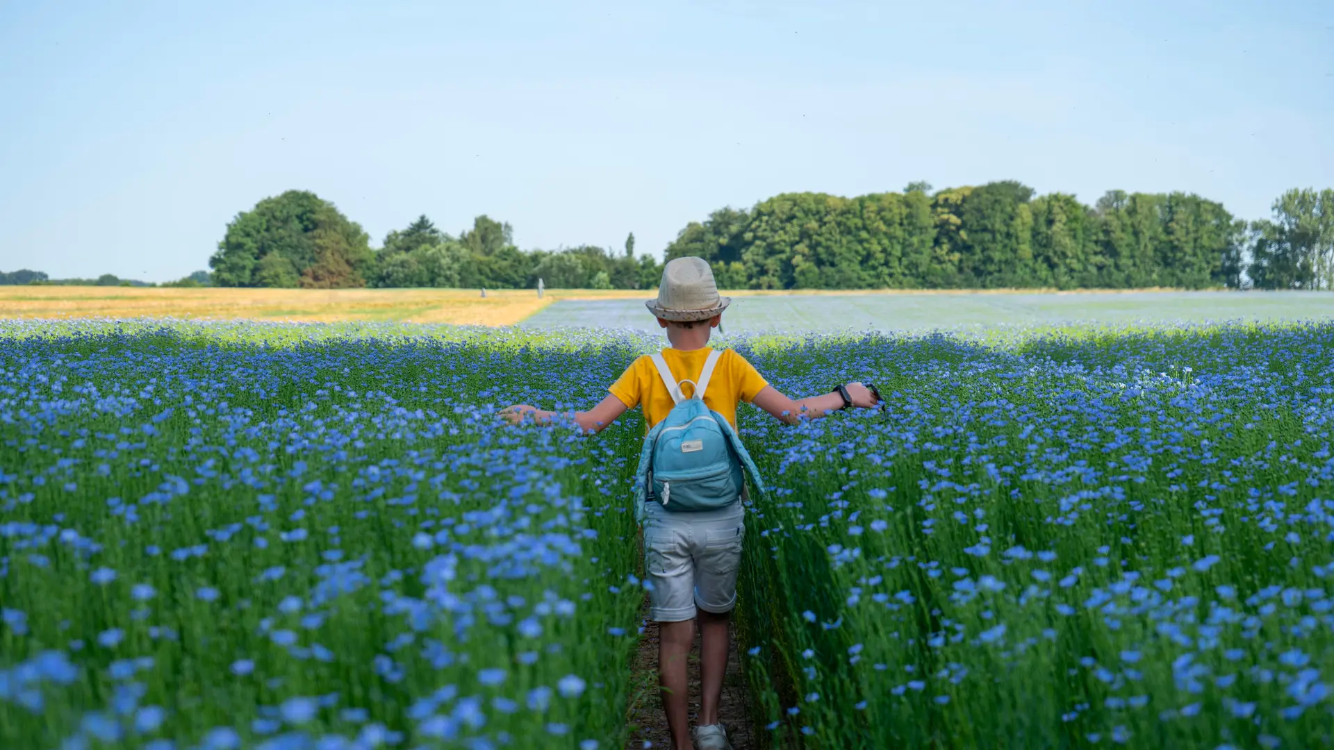 Doudeville_lin_V.DEBELS_©SMA-14