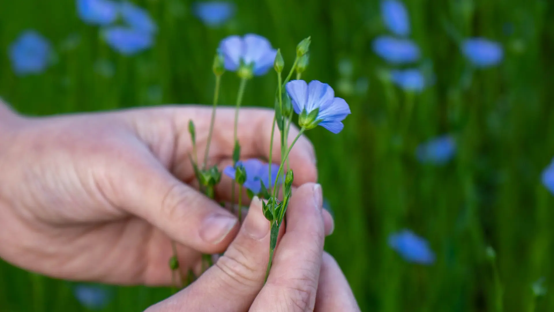 Doudeville_lin_V.DEBELS_©SMA-20