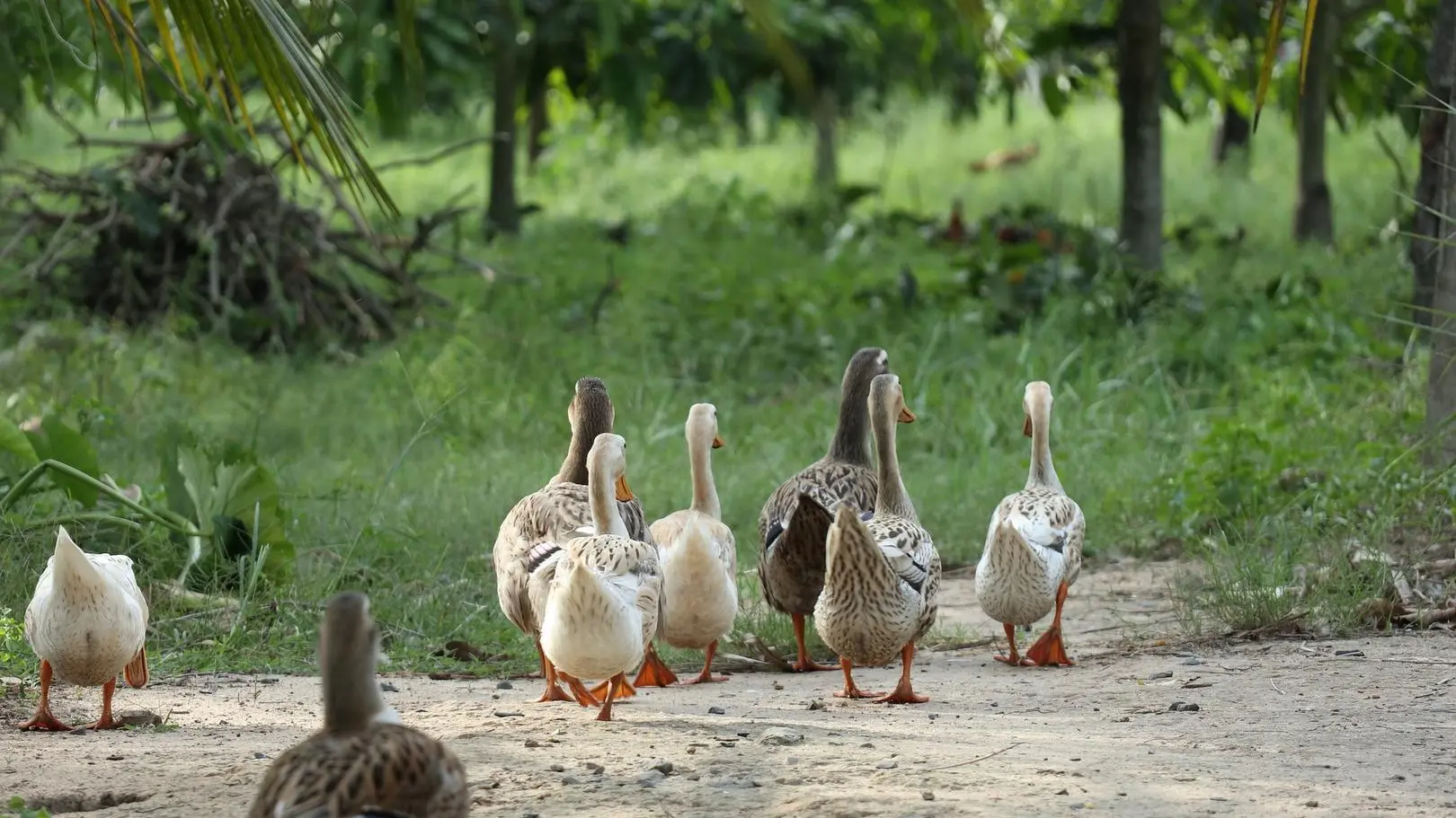 Elevage de canards