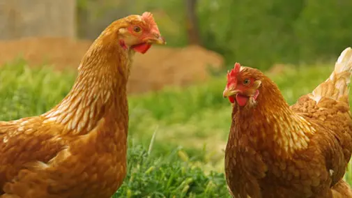 Ferme - Poules