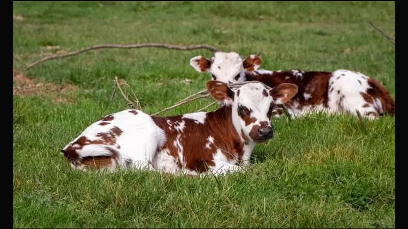 Ferme Eternellement Bio Saitn Arnoult Mme Legrand