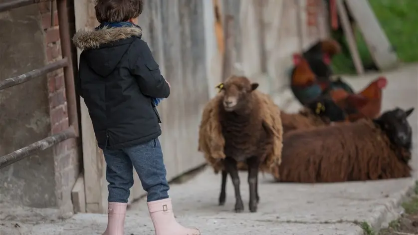 Découverte des animaux de la ferme