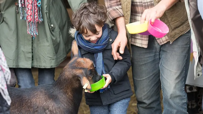 Nourrissage des animaux