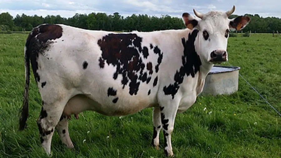 Ferme-des-Chataigniers-Catenay-Normandie-Caux-Vexin-vache