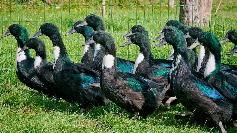 Ferme éternelelment Bio Saint Arnoult Mme Legrand canards