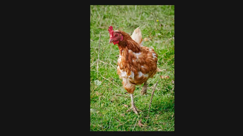 Ferme éternelelment Bio Saint Arnoult Mme Legrand tarifs