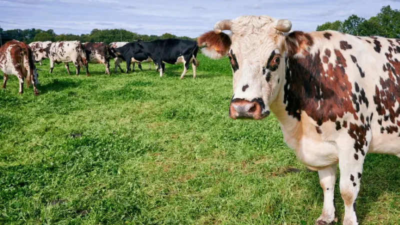 Ferme éternellement Bio Saint Arnoult Mme Legrand vaches