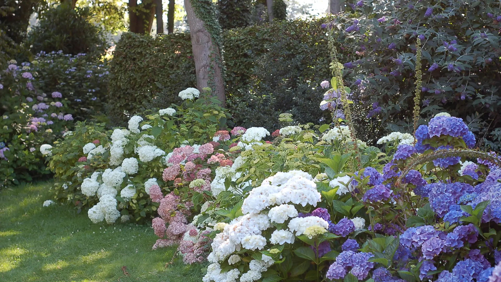 Festival arborescens