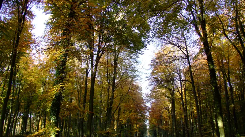 Forêt La Londe 800x600