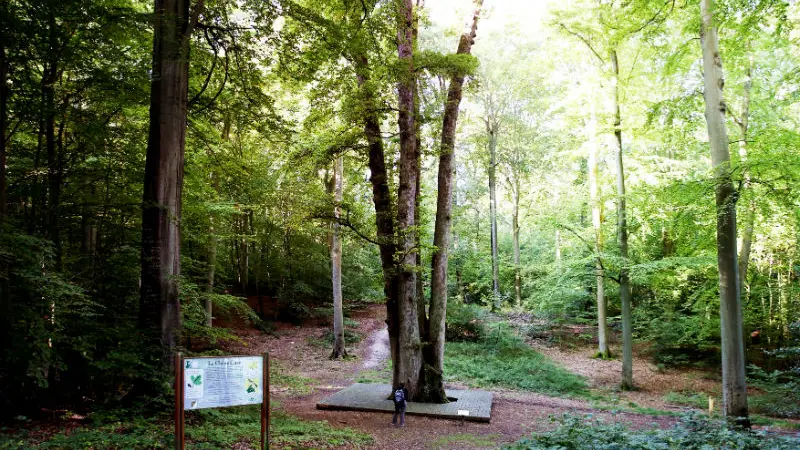 Forêt-de-Brotonne_Chêne-cuve -3 ©CDT76-H.SALAH