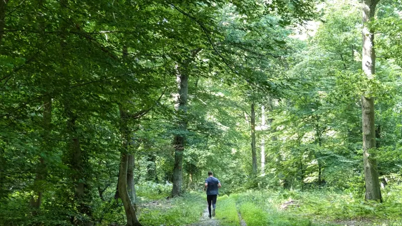 Forêt de Roumare Métropole