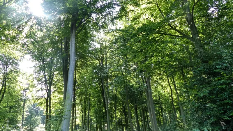 Forêt de la Londe Rouvray Métropole