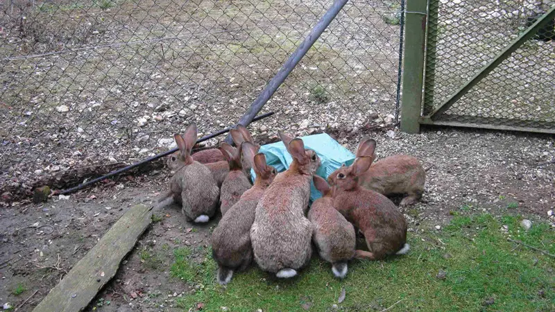 Le Jardin du Colombier