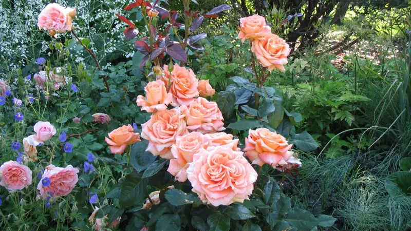 Le Jardin du Colombier