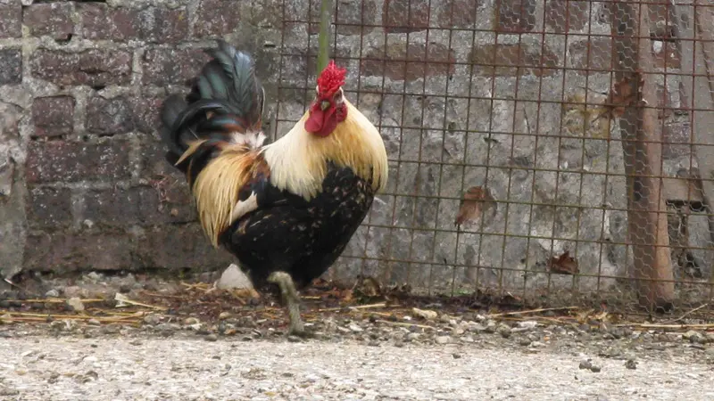 Le Jardin du Colombier