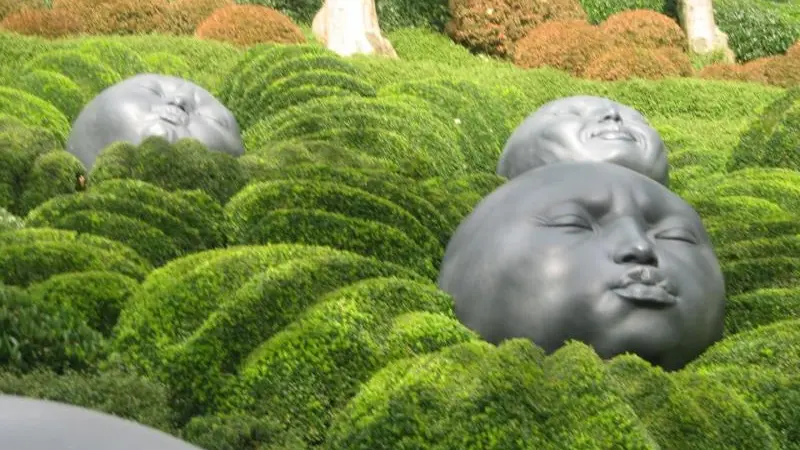 Les Hortensias